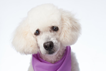 Groomed clean white poodle dog