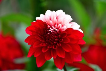 紅白２色のきれいなダリア