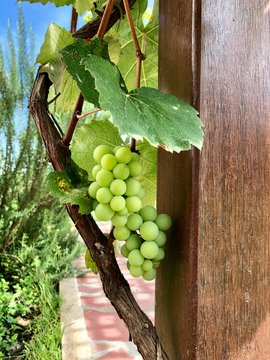 Uvas en formacion