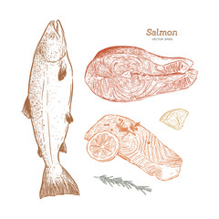 Ink sketch of salmon. Hand drawn vector illustration of fish