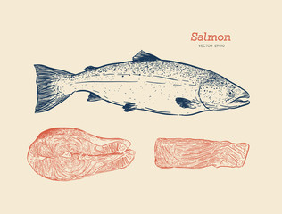 Ink sketch of salmon. Hand drawn vector illustration of fish