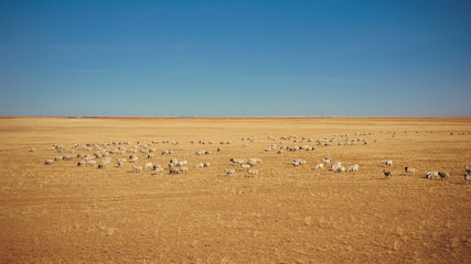 Fototapeta premium Gobi Desert and Grazing Sheep in China