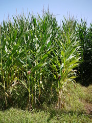 とうもろこし畑