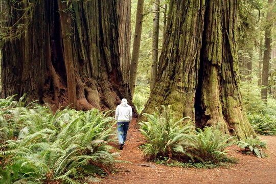 Senior Hiker In Redwood Forest