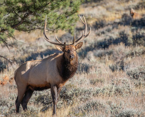 Naklejka na ściany i meble Bull Elk During Rut at Rocky Mountain National Park