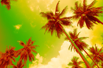 Fototapeta na wymiar Coconut palm trees - Tropical summer beach holiday, Color fun tone