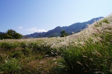 ススキの穂が開く秋のラクダ山の風景