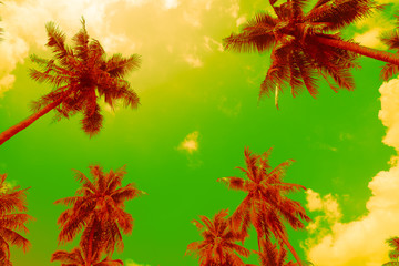 Coconut palm trees - Tropical summer beach holiday, Color fun tone