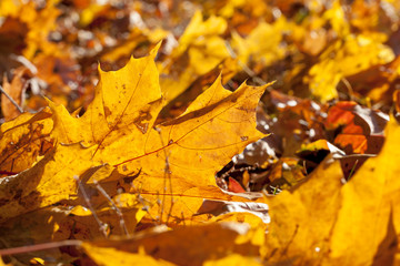 leaves in autumn park