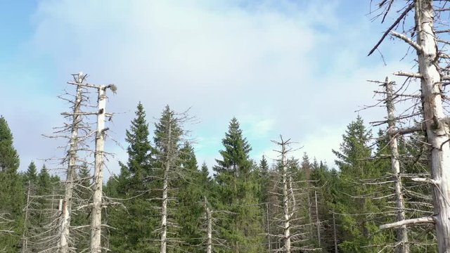 Forest Killed and Destroyed By Bark Beetle Infestation