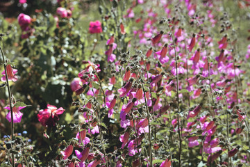 Obraz na płótnie Canvas pink small bell flowers