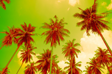 Obraz na płótnie Canvas Coconut palm trees - Tropical summer beach holiday, Color fun tone