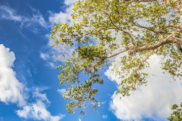 Pôr do sol na praia do Caripi, Barcarena, Pará