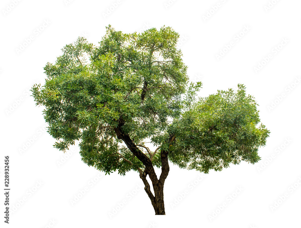 Wall mural The tree is completely separated from the white ba background Scientific name Tabebuia aurea