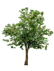 Obraz premium The tree is completely separated from the white ba background Scientific name Pterocarpus macrocarpus
