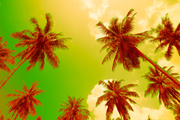 Obraz na płótnie Canvas Coconut palm trees - Tropical summer beach holiday, Color fun tone