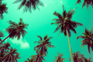 Obraz na płótnie Canvas Coconut palm trees - Tropical summer breeze holiday, Color fun tone
