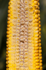 cut corn cob