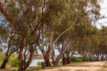 Landscape view of parkland on banks of the Murray River near Murray Bridge in South Australia.