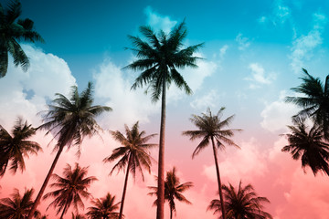 Fototapeta na wymiar Coconut palm trees in sunny day - Tropical aloha summer beach holiday vacation concept, Color tone effect
