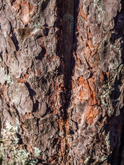 texture of tree bark 