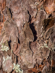texture of tree bark 