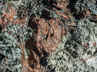 stone texture with moss on top in the Karelian forest 