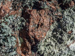 stone texture with moss on top in the Karelian forest 