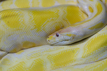 GOLDEN PYTHON