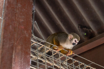 Common Squirrel Monkey (Saimiri sciureus). Selective focus