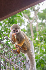Common Squirrel Monkey (Saimiri sciureus) eating fruit. Selective focus
