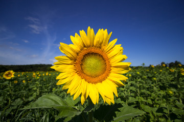 A closeup of a sunflower in a field in Sussex, New Jersey