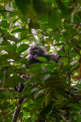 Male dusky leaf monkey sitting on a tree branch in the rainforest of Malaysia. Selective focus