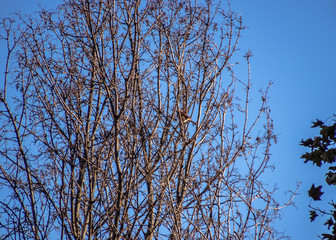 Hermit thrush bird perched on tree with autumn colors during crisp morning.