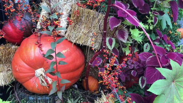 Halloween pumpkins and flowers potpourri