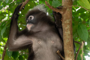 Male dusky leaf monkey sitting on a tree branch in the rainforest of Malaysia. Selective focus