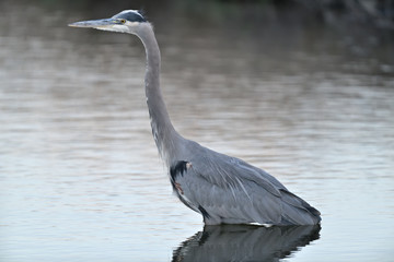 Giant Blue Heron