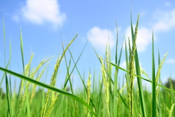 green rice in nature on blue sky landscape
