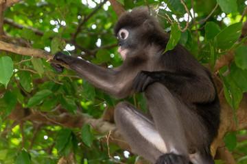 Male dusky leaf monkey sitting on a tree branch in the rainforest of Malaysia. Selective focus