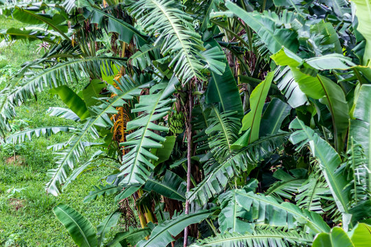 Looking down at a banana tree with a bunch of green bananas under the main leaf, Phuket Thailand