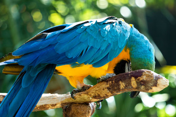 blue and yellow macaw cleaning its beak - ara ararauna © Guilherme