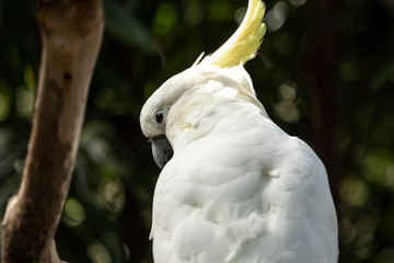 cacatua galerita - greater sulfur crested cockatoo - horizontal
