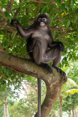 Male dusky leaf monkey sitting on a tree branch in the rainforest of Malaysia. Selective focus