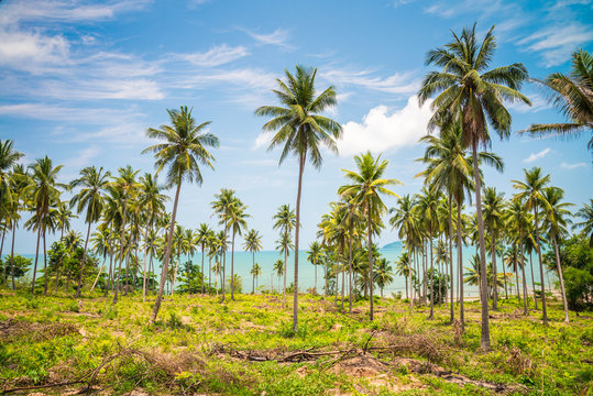 Seaside coconut palm trees farm in sunny day with blue sky - Tropical summer breeze holiday
