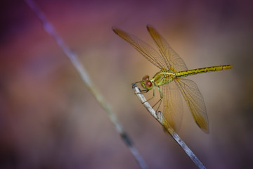 Dragonfly