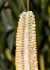 cob corn structure inside