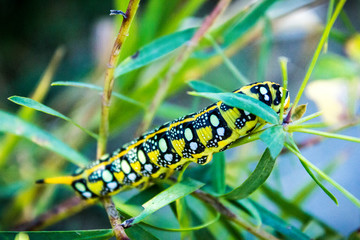 caterpillar
