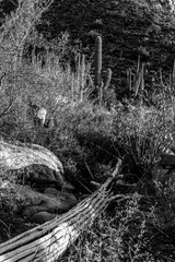 Black and white detail of the Sonoran Desert near Tucson, Arizona, USA. Beautiful cactus, saguaro, prickly pear and cholla dot the rugged arid Southwestern landscape. 