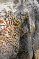 Close up portrait of a huge big old asian elephant with soft focus