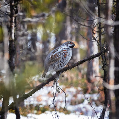 Hazel grouse in winter  forest